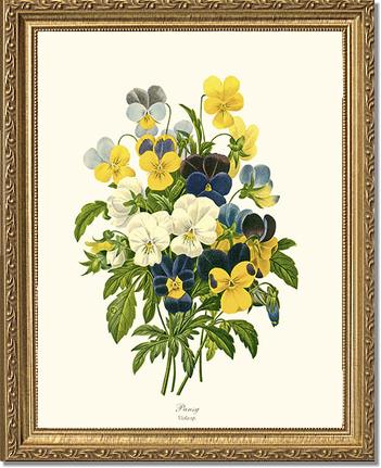 Pansies | Flower/Floral Art Print
