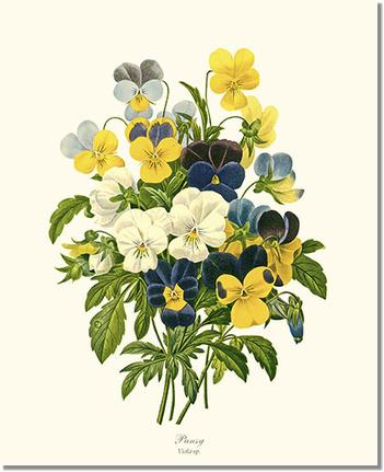 Pansies | Flower/Floral Art Print
