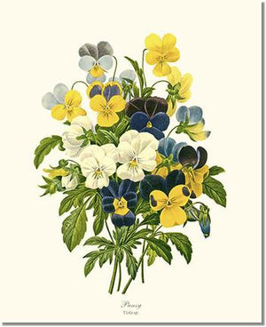 Flower Floral Print: Pansy