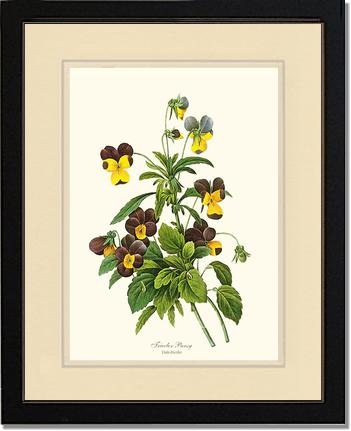 Pansy, Tricolor | Flower/Floral Art Print