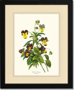 Pansy, Tricolor