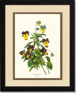 Pansy, Tricolor