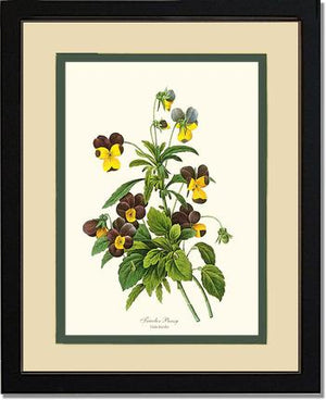 Pansy, Tricolor