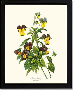 Pansy, Tricolor