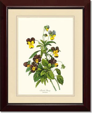 Pansy, Tricolor