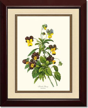 Pansy, Tricolor