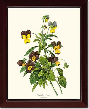 Pansy, Tricolor