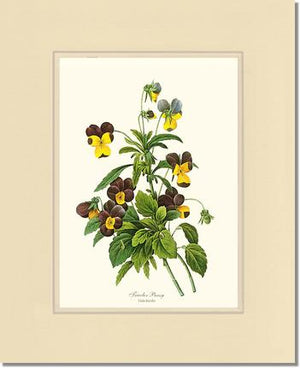 Pansy, Tricolor