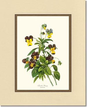 Pansy, Tricolor