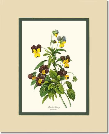 Pansy, Tricolor | Flower/Floral Art Print