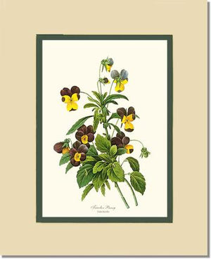 Pansy, Tricolor