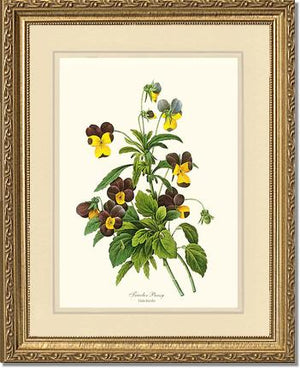 Pansy, Tricolor