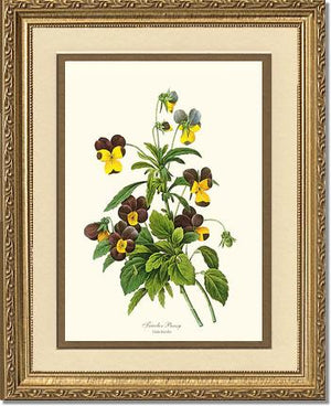 Pansy, Tricolor