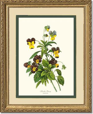 Pansy, Tricolor