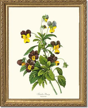 Pansy, Tricolor