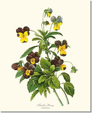 Flower Floral Print: Pansy, Tricolor