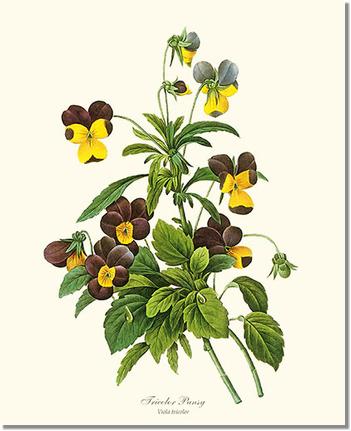 Pansy, Tricolor