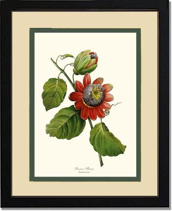 Passion Flower | Flower/Floral Art Print