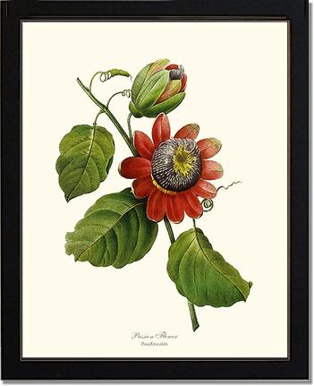 Passion Flower | Flower/Floral Art Print