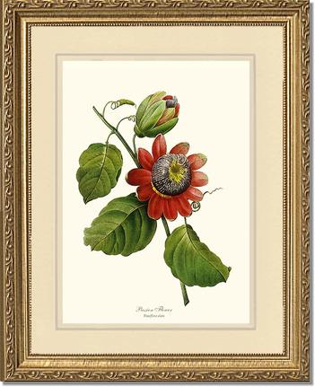 Passion Flower | Flower/Floral Art Print