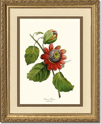 Passion Flower | Flower/Floral Art Print