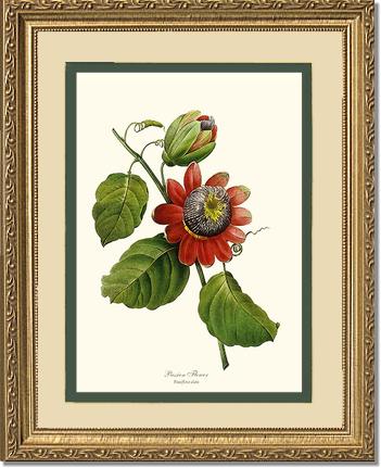 Passion Flower | Flower/Floral Art Print