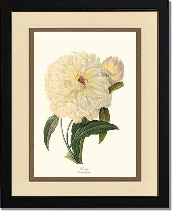 Peony | Flower/Floral Art Print