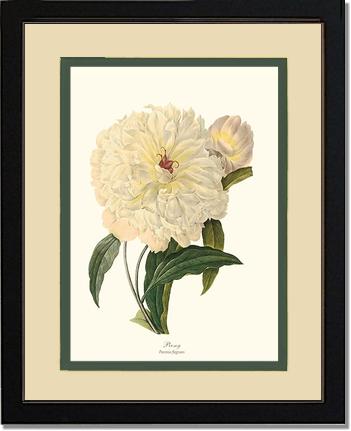 Peony | Flower/Floral Art Print