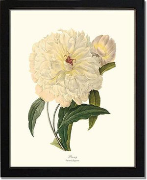 Peony