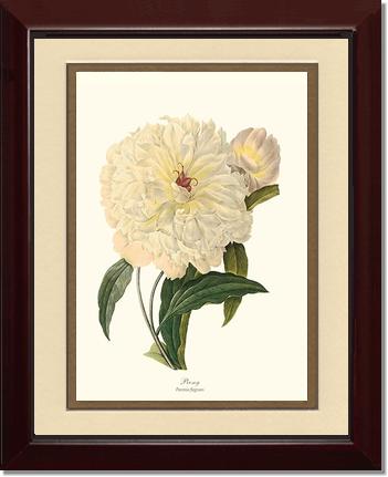 Peony | Flower/Floral Art Print