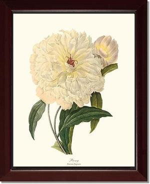 Peony