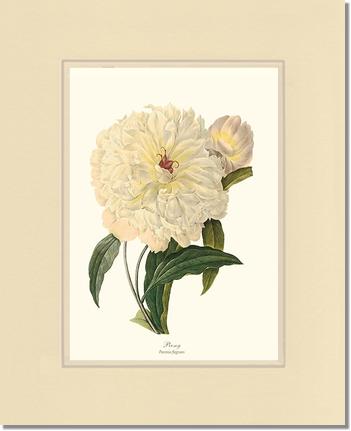 Peony | Flower/Floral Art Print