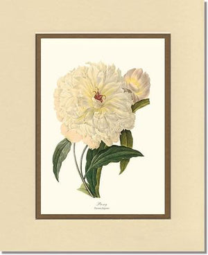 Peony