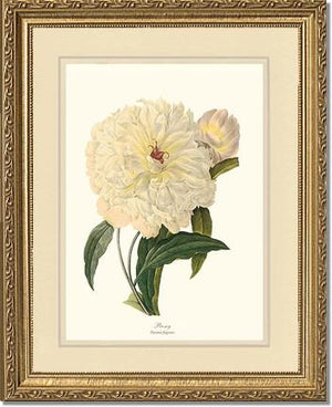 Peony