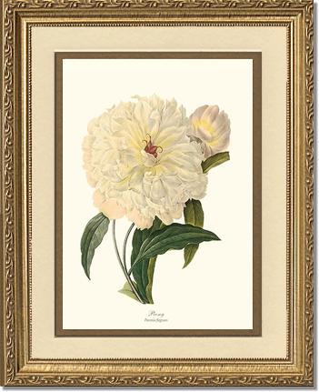 Peony | Flower/Floral Art Print