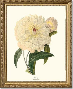 Peony