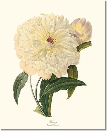 Peony | Flower/Floral Art Print