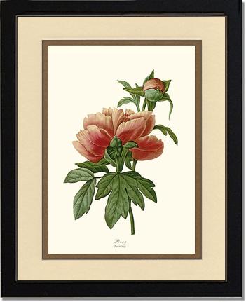 Peony | Flower/Floral Art Print