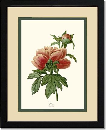 Peony | Flower/Floral Art Print