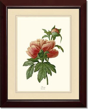 Peony