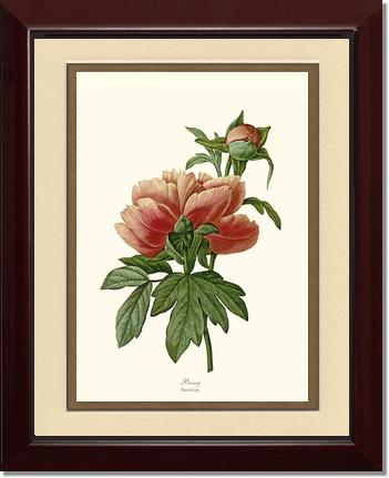 Peony | Flower/Floral Art Print
