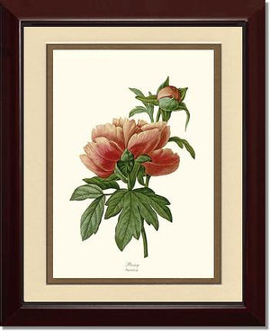 Peony