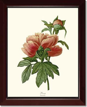 Peony