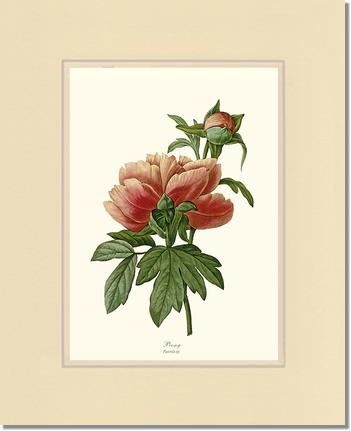 Peony | Flower/Floral Art Print