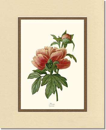 Peony | Flower/Floral Art Print