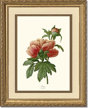 Peony | Flower/Floral Art Print