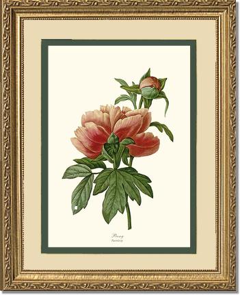 Peony | Flower/Floral Art Print