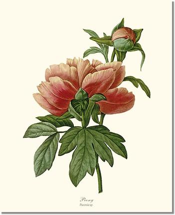 Flower Floral Print: Peony