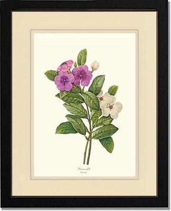 Periwinkle | Flower/Floral Art Print