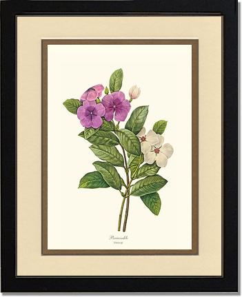 Periwinkle | Flower/Floral Art Print